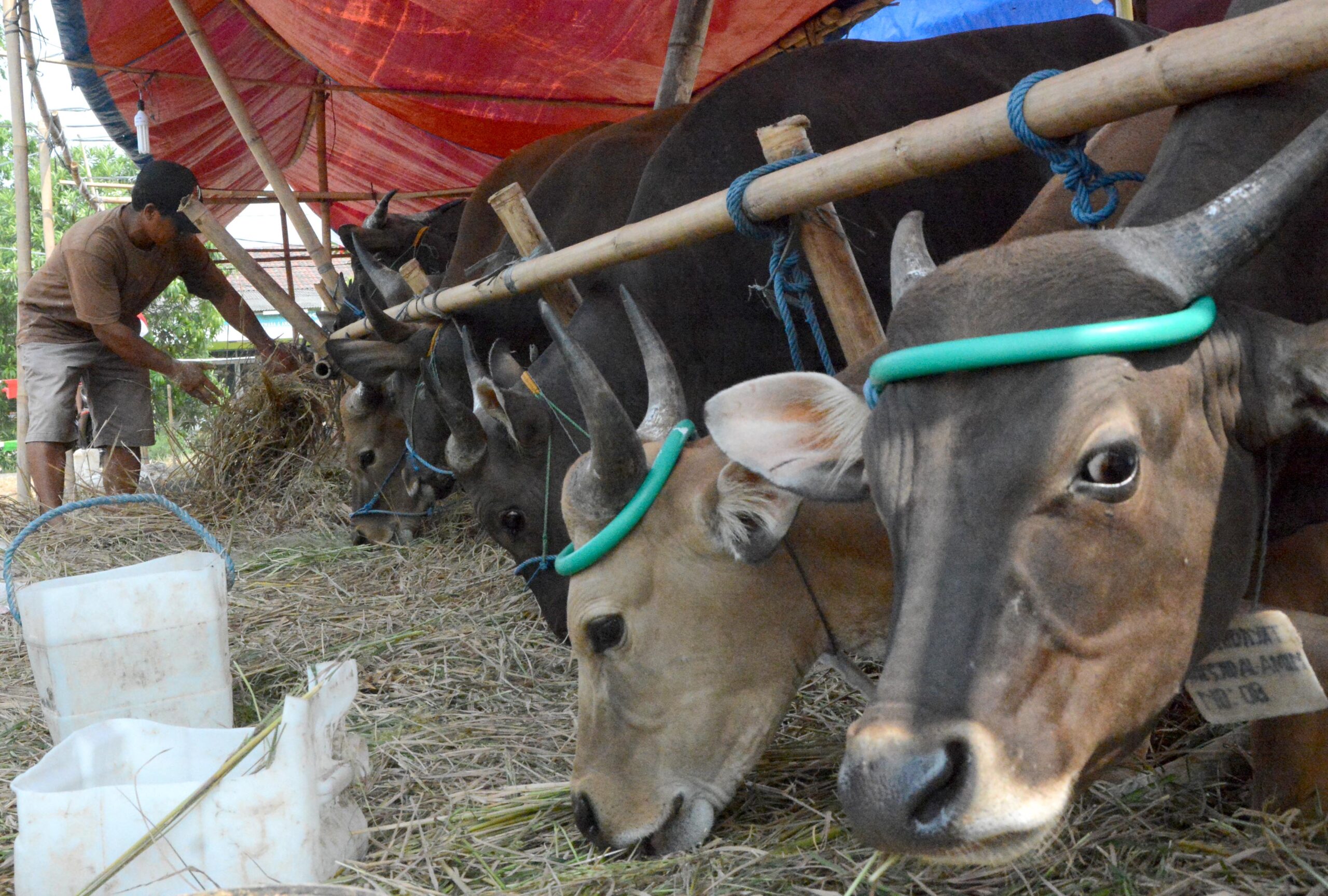 Pedagang sapi kurban di kawasan peruma Permata Gelam Jaya Kecamatan Pasar Kemis Kabupaten Tangerang,Minggu (06/8/2017) sudeah banyak mendapatkan pesanan dari pembeli. Harga sapi yang dijual antara empat belas juta rupiah hingga dua puluh dua juta rupiah per ekor(M JAKWAN)