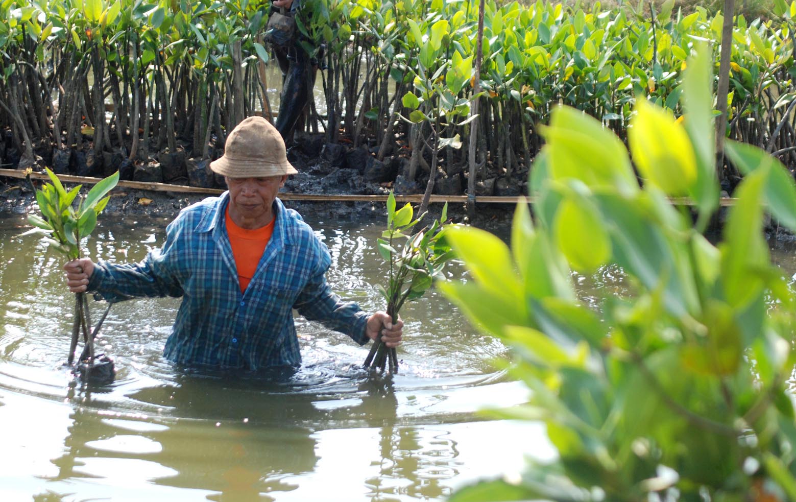 Seorang warga di Tanjung Pasir Kecamatan Teluknaga, Kabupaten Tangerang, Selasa (22/5) membudidayakan dan menanam pohon mangrove di pantai Tanjung Pasir agar abrasi tidak terus meluas. Sangat disayangkan penanaman pohon ini dilakukan hanya sebatas seremoni saja namun tidak dilakukan pemeliharaan dan pelestarian lingkungan  (M JAKWAN)